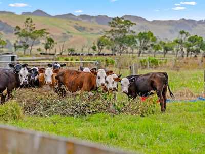 331 South Head Road, South Head, Helensville