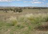 Lot 101, 2187 Euchareena Road, Molong
