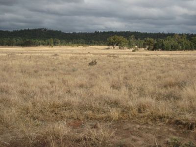 215L 215L Narromine Road "BandyWallop", Dubbo