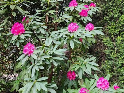 21 Sullivan Rd, Burradoo