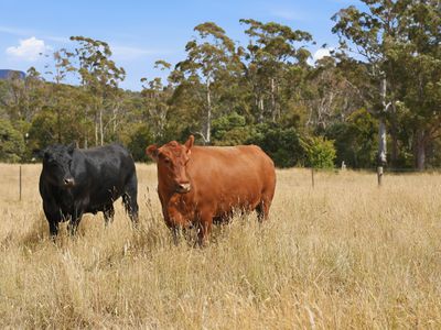 496 Blackwood Creek Road (access via Hodgetts Road), Blackwood Creek