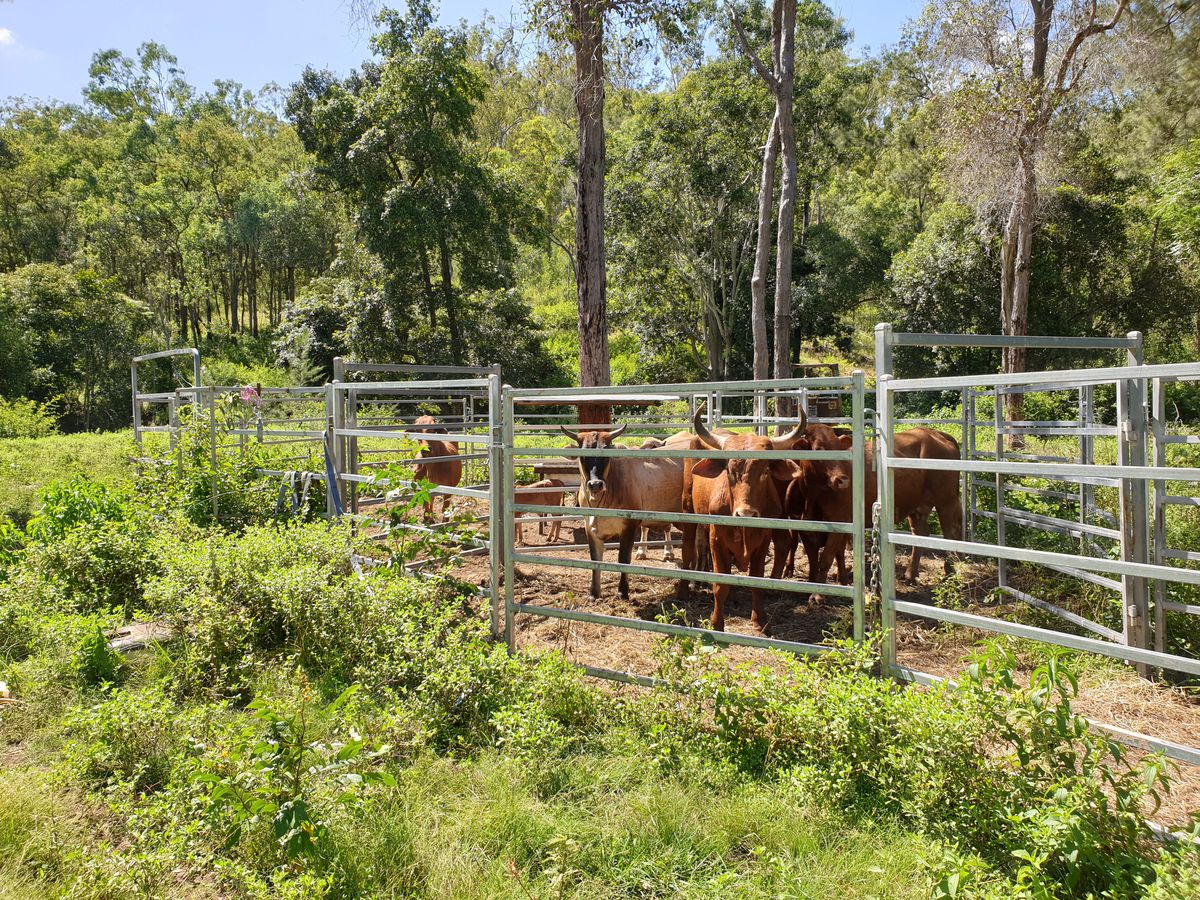 Lot 15, Cedarvale Road, Boyne Valley Michaels Real Estate Bundaberg