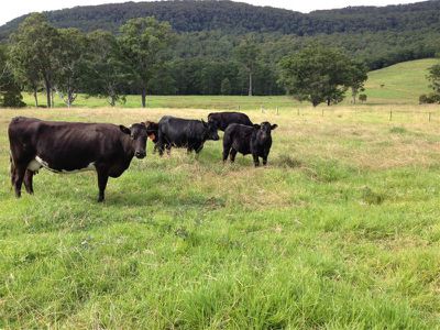 259 Mt Scanzi Rd, Kangaroo Valley