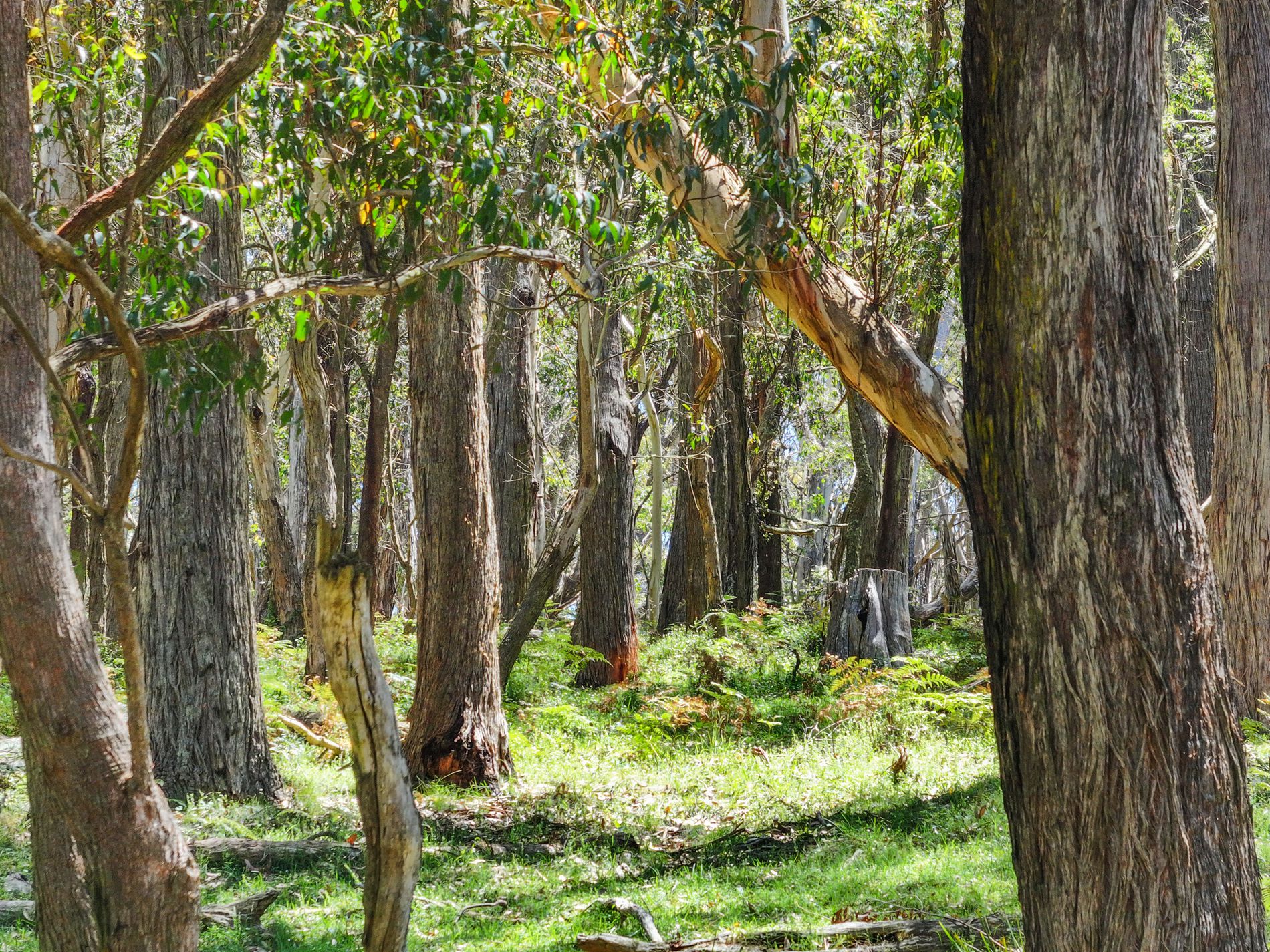 12 Bluebell Road, Braidwood