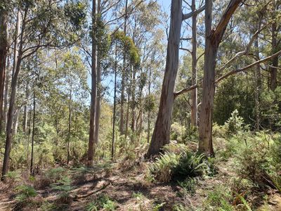 Lot 1 (99 Acres), Coal Mine Road, Kaoota