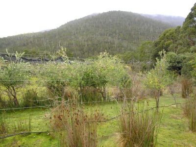 58 Lords Road, Pelverata