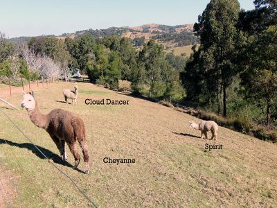 166 Bunyah Road, Nabiac