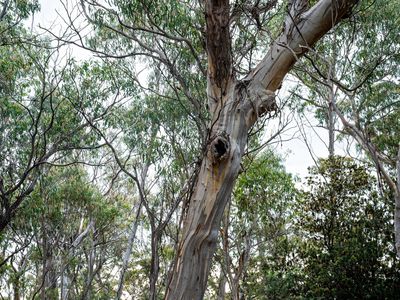 'Hardings Bay Retreat', Lake Leake Road, Lake Leake