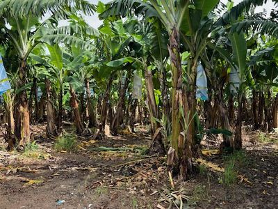 94 SOUTH JOHNSTONE ROAD, Boogan