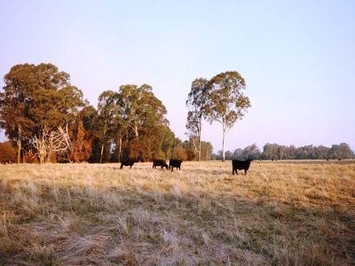 4433 Wangaratta-Whitfield Road, Whitfield