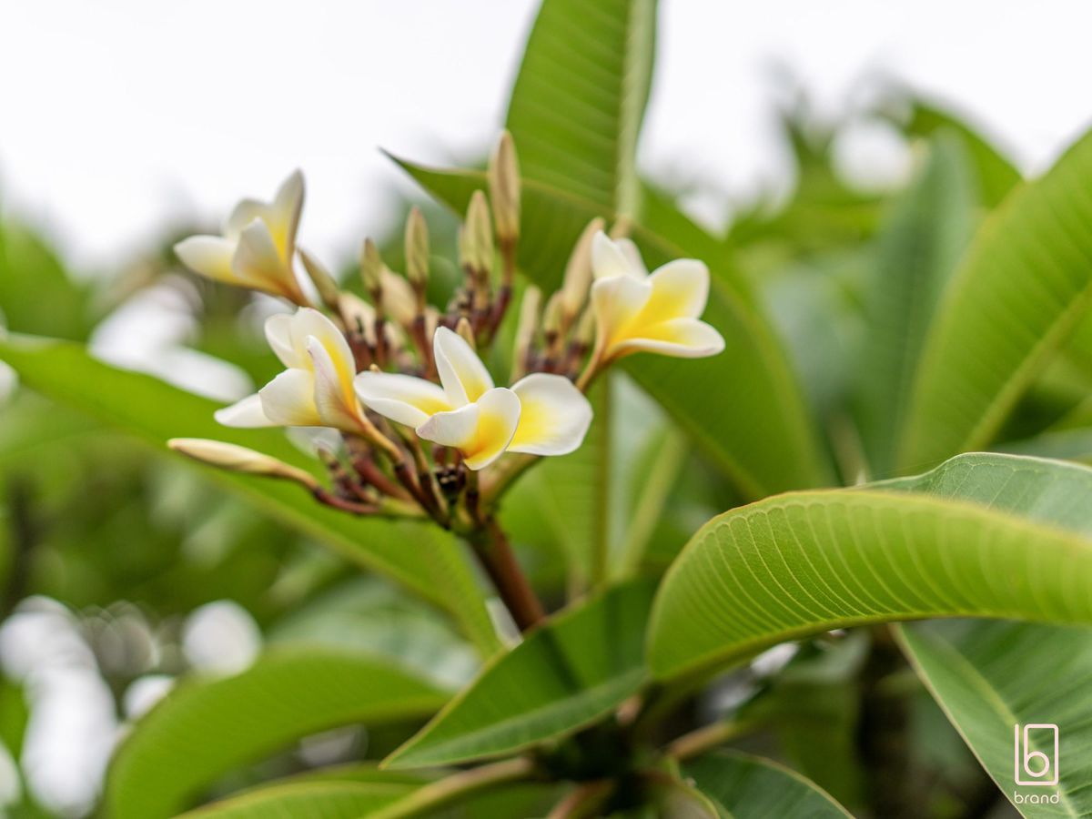 22 Somerville Close, Budgewoi