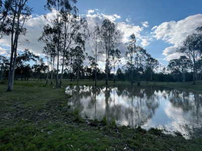 Wattle Camp