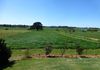 1727 Forest Reefs Road, Spring Terrace