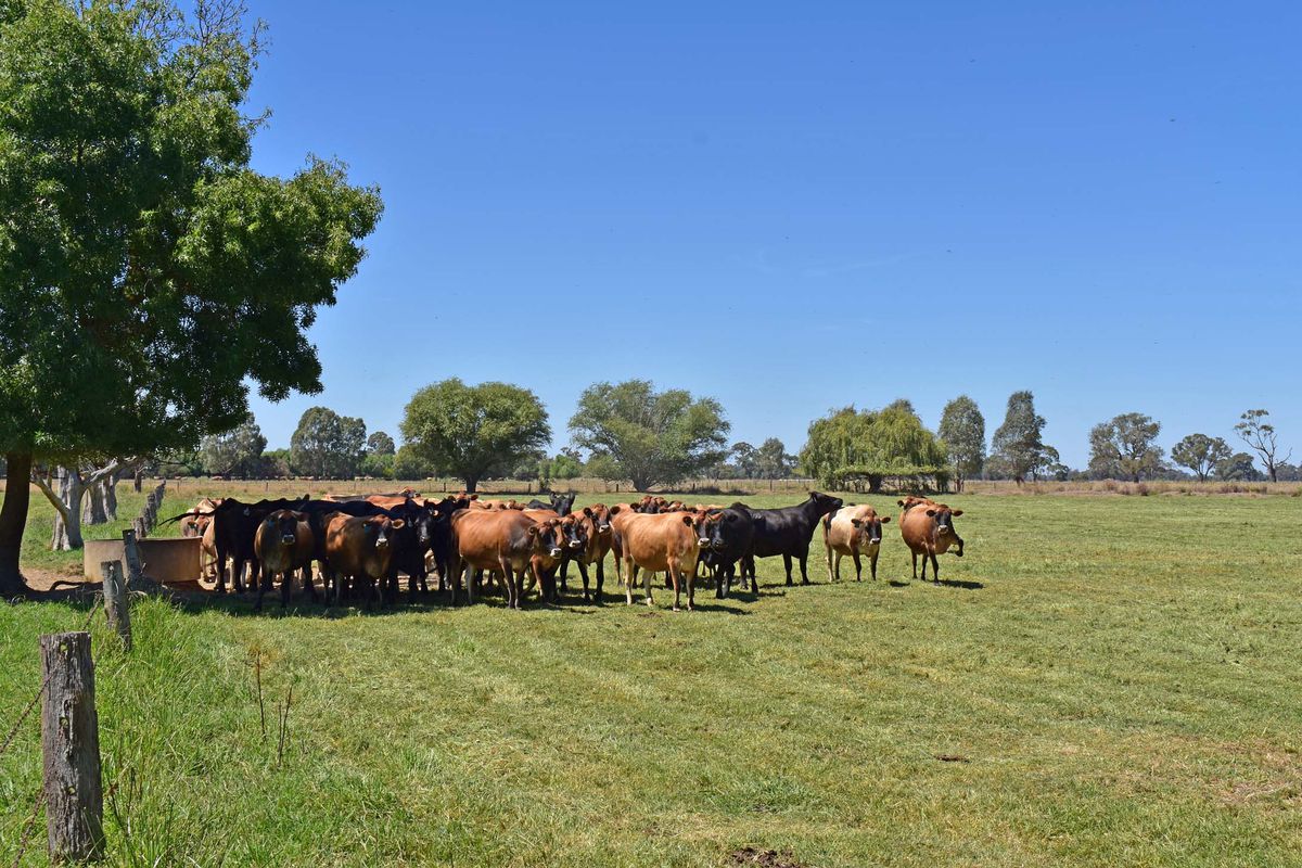 1550 Fenaughty Road, Merrigum