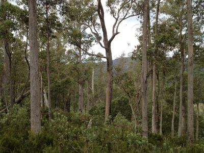 Halls  Track Road, Pelverata