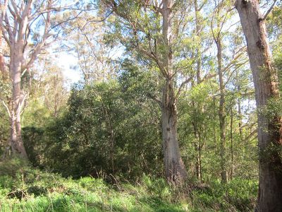 Lot 1 Missing Link Road, Wattle Grove