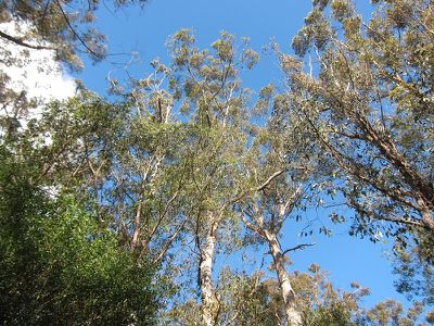 Lot 1 Missing Link Road, Wattle Grove