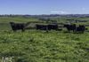 8 Limestone Lane, Blayney