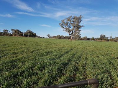 458 Sir Ivan Dougherty Drive, Dunedoo