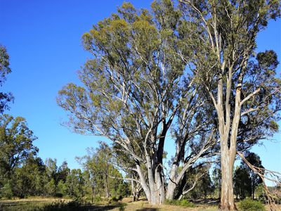 165 Raglus Road, Gobarup