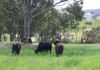 48 Lower Lewis Ponds Road, Orange