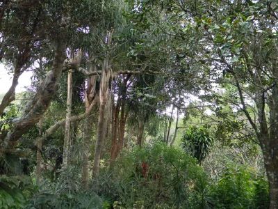 Maleny