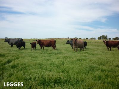 581 Mount Hope Road, Millicent