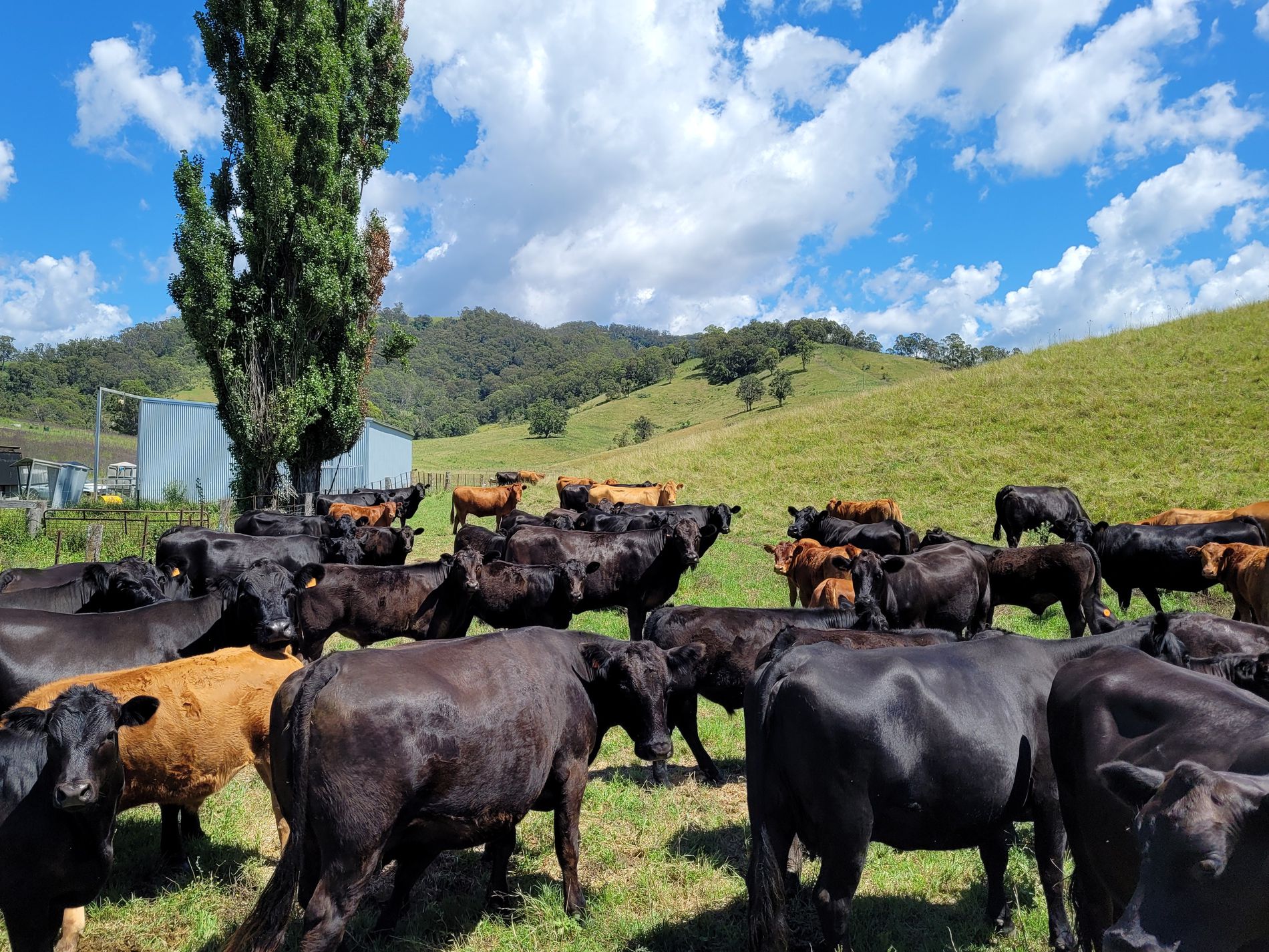 472 Neringla Road, Neringla