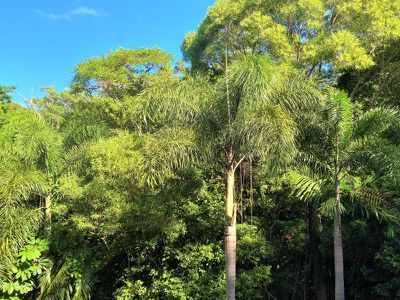 20 Rainforest Street, Cooktown