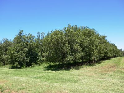 Lot 6 Cook Road, Glass House Mountains