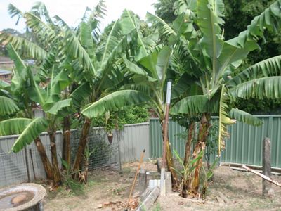 38 Wedgetail Crescent, Boambee East