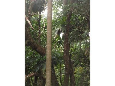 Maleny
