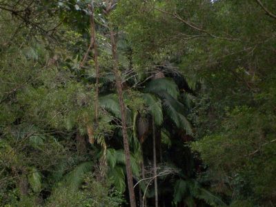 Maleny