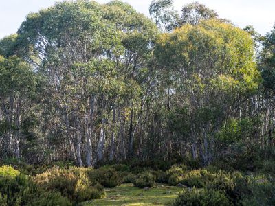 Lot 1, Lyell Highway, Derwent Bridge