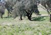 * Boomey Stud Shades Creek Block - Euchareena Road, Molong