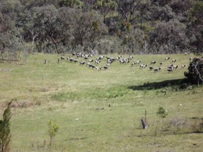 Lot 357 Schroeders Road, Emmaville