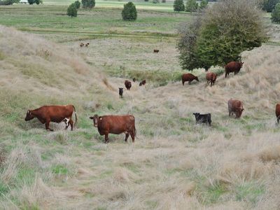 . Mitta North Road, Mitta Mitta