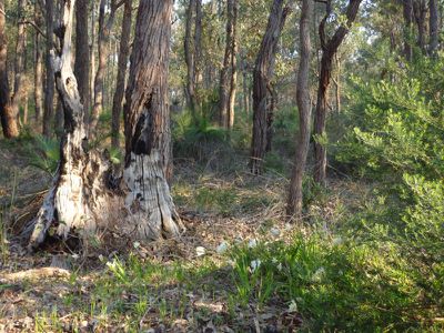 390 Robinson Road, Mahogany Creek