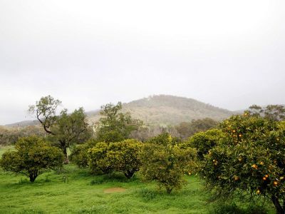 344 Taminick Gap Road, Taminick