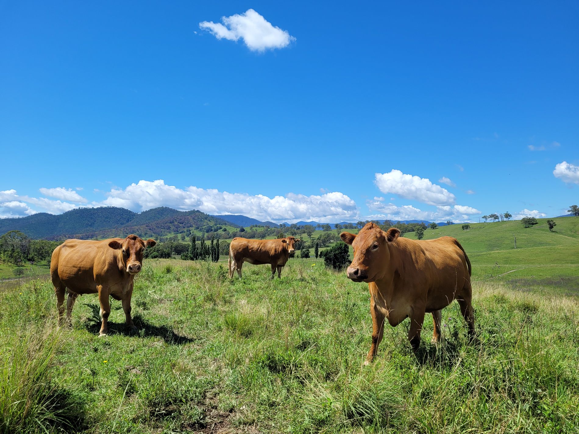 472 Neringla Road, Neringla