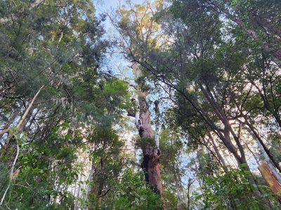 427 Shaws Road, Hollisdale