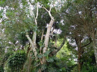 Maleny