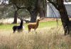 106 Lemmons Road, Borenore