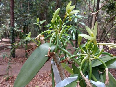 2583  Isabella McIvor Road , Cooktown