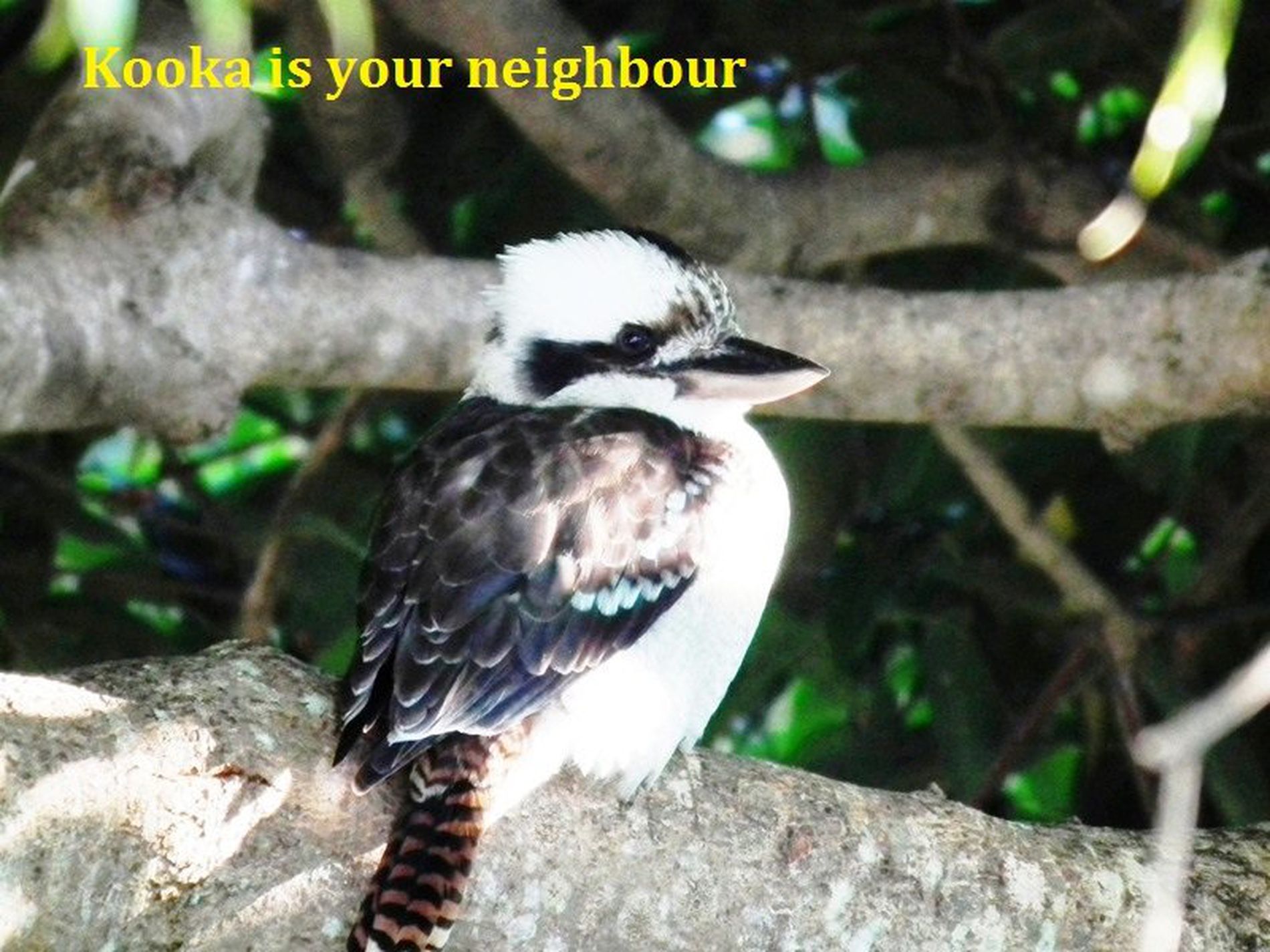 1 / 137 Sunset Boulevarde, Tweed Heads West