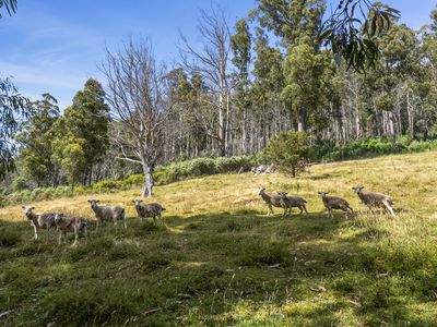 99 Britcliffes Road, Geeveston