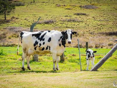 149 Eurobodalla Road, Bodalla