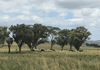 ‘Terutani’ 1097 Davys Plains Road, Cudal