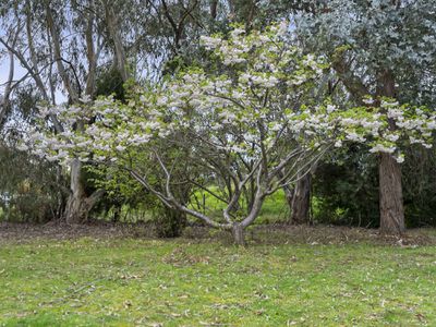 960 Old Tolmie Road, Barwite