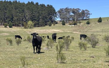 320 Camerons Road, Running Stream